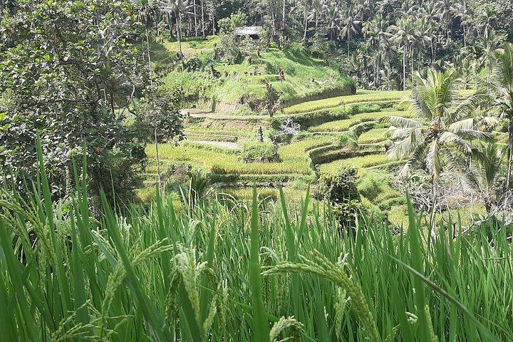 Visite d'Ubud - Points forts d'Ubud