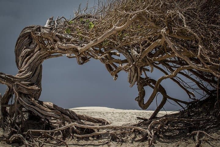 Jericoacoara Tour in 1 Day