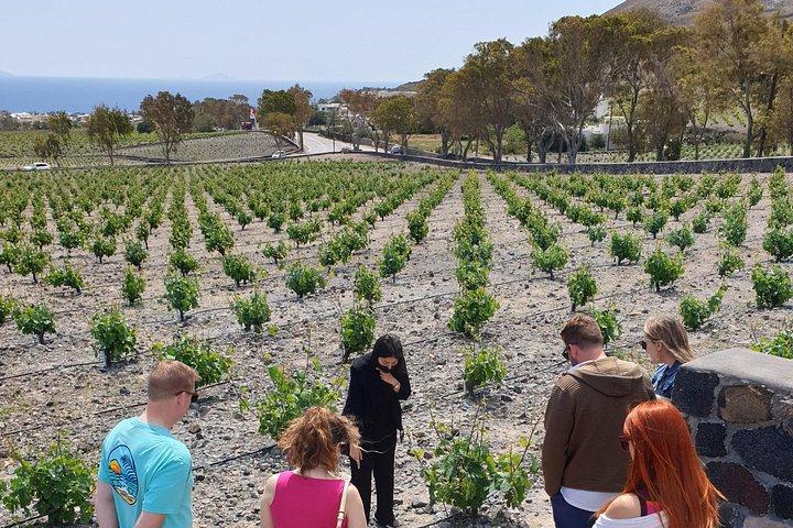 Santorini Weintour : Gemeinsame Verkostung in 3 Weingütern