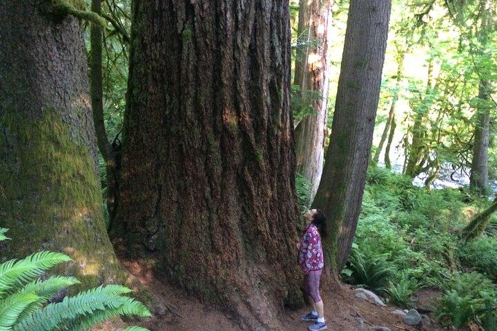 Randonnée guidée en forêt aux cascades de Seattle incl. Snoqualmie Falls