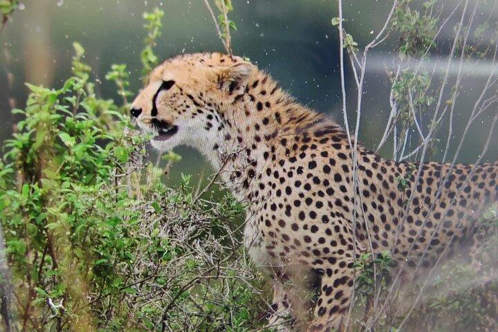Safaris kenyans de 7 jours