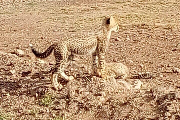 Safaris kenyans de 7 jours