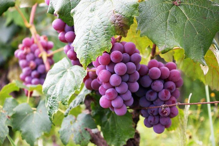 Tour delle Cantine San Paolo