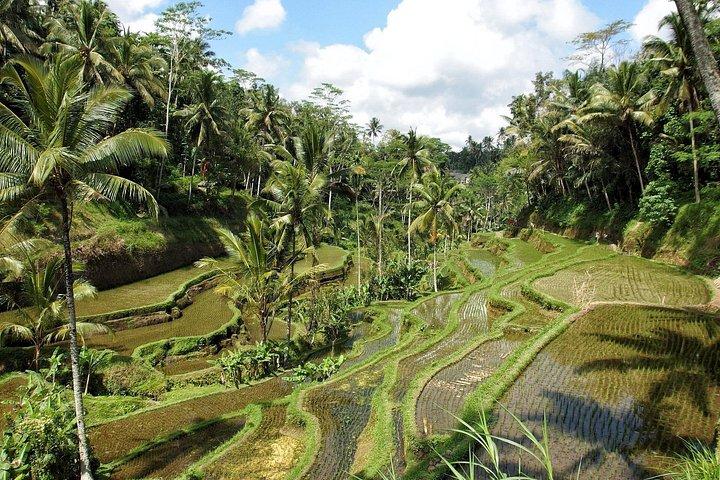 Privat Ubud vandretur