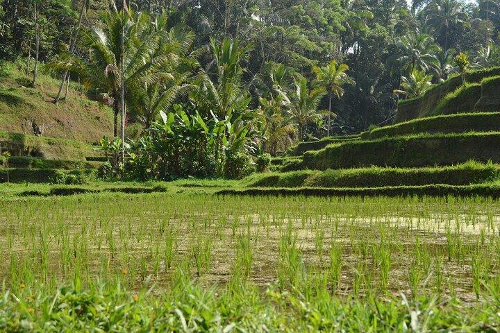 Tour romantico privato a Ubud con guida