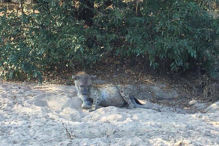 ザンジバル&バック発3日間セルース(ニエレレ国立公園)サファリ