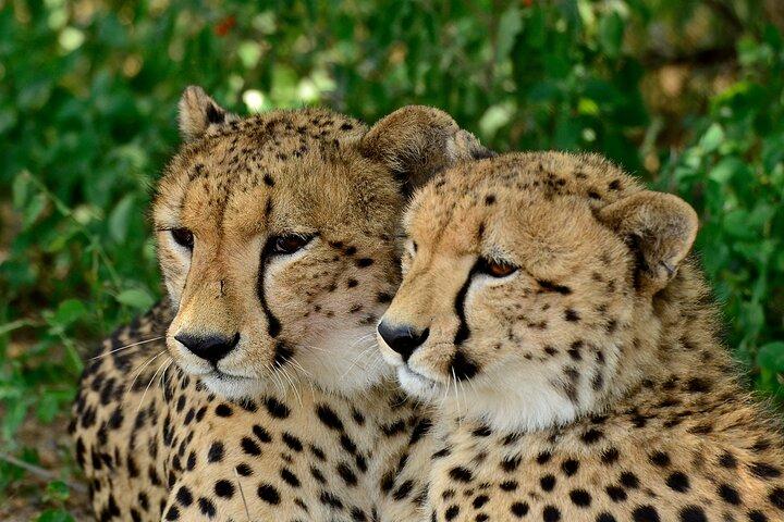ダーバンからのシュシュルウェ サファリ & エムドネニ ワイルド キャット プロジェクト デイ ツアー