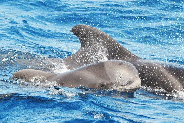 Morro Jable: 2 Stunden Magic Dolphin & Whale Watching mit Drinks & Swim Stop.
