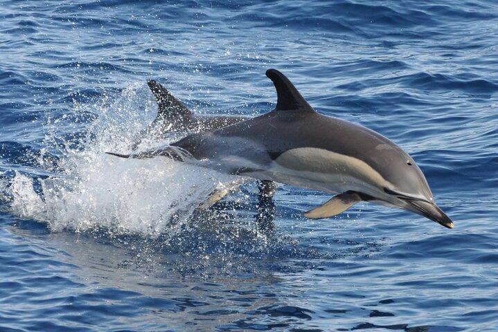 Morro Jable: 2 timers magisk delfin- og hvalsafari med drinks og svømmestop.