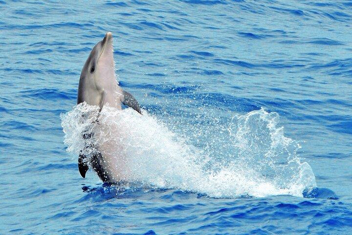 Morro Jable: 2 Hours Magic Dolphin & Whale watching with Drinks & Swim Stop.