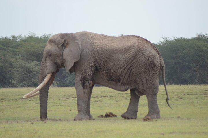 ディアニ ビーチからツァボ イーストとタイタ ヒルズへの 2 日間のサファリ