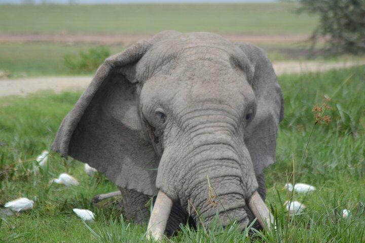 2-dages safari til Tsavo East og Taita Hills fra Diani Beach