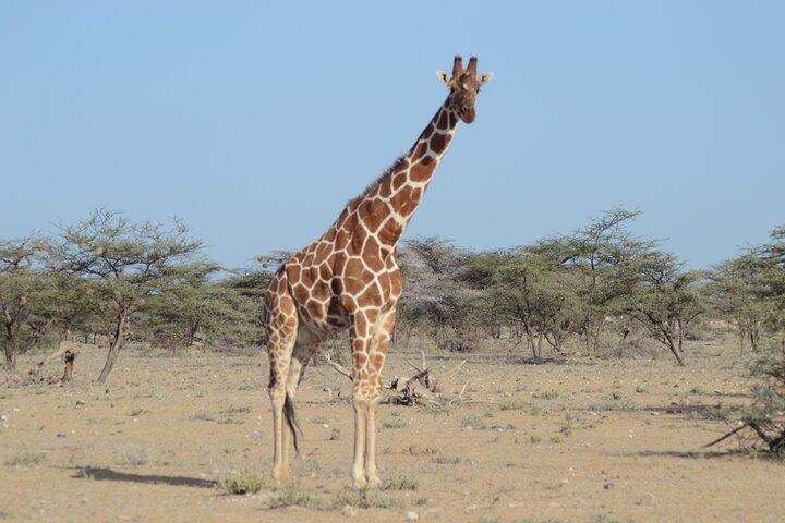 3-dages Amboseli Tsavo East National Park Safari