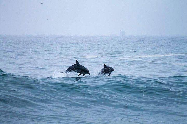 リマ ペルー アシカ、歴史、パロミノ カヤオ諸島