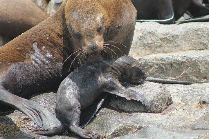 リマ ペルー アシカ、歴史、パロミノ カヤオ諸島