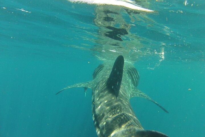 Small-Group Whale Shark and Snorkeling Tour from Cancun