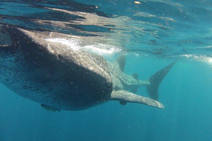 Small-Group Whale Shark and Snorkeling Tour from Cancun