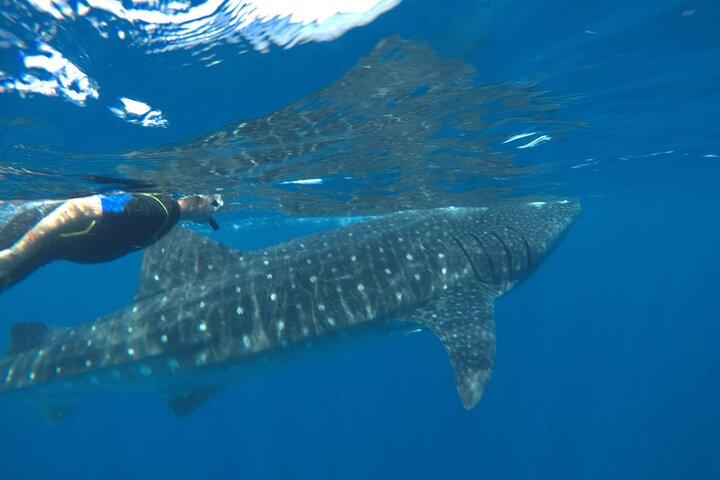 Whale Shark Tour vanaf Holbox Island