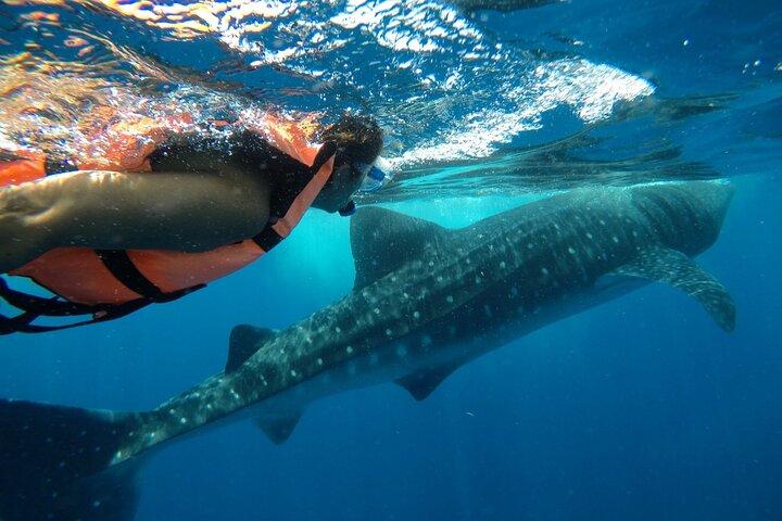 Whale Shark Tour vanaf Holbox Island