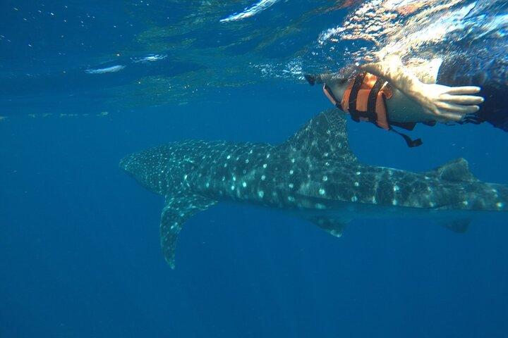 Whale Shark Tour vanaf Holbox Island