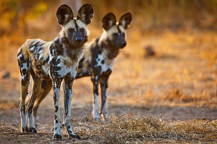7 dage Kenya Sarova Safari