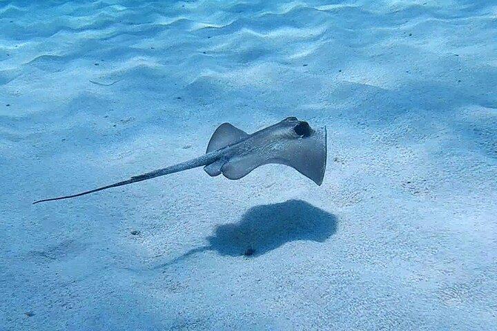 Oplev Scuba Diving