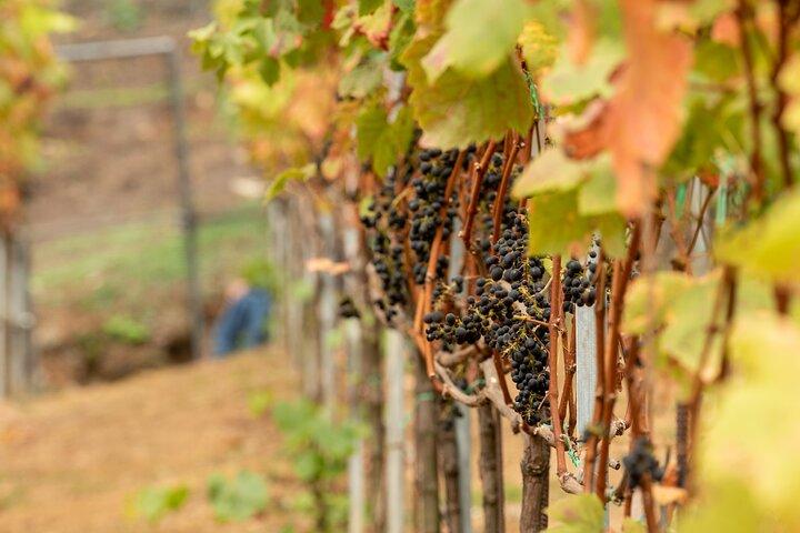 Wine Tour and Tasting