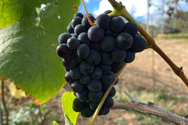 Wine Tour and Tasting