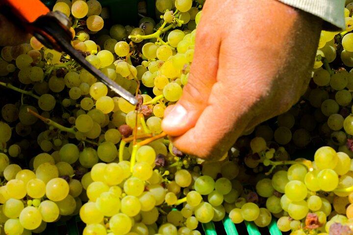Wine Tour and Tasting