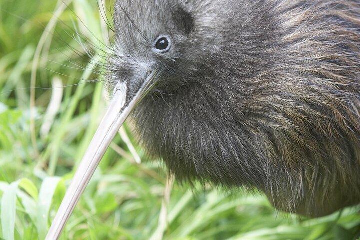 Willowbank Wildlife Reserve Day Entry