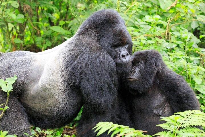 Excursão Bwindi Gorilla Trekking de 3 dias