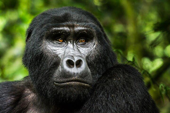 Excursão Bwindi Gorilla Trekking de 3 dias