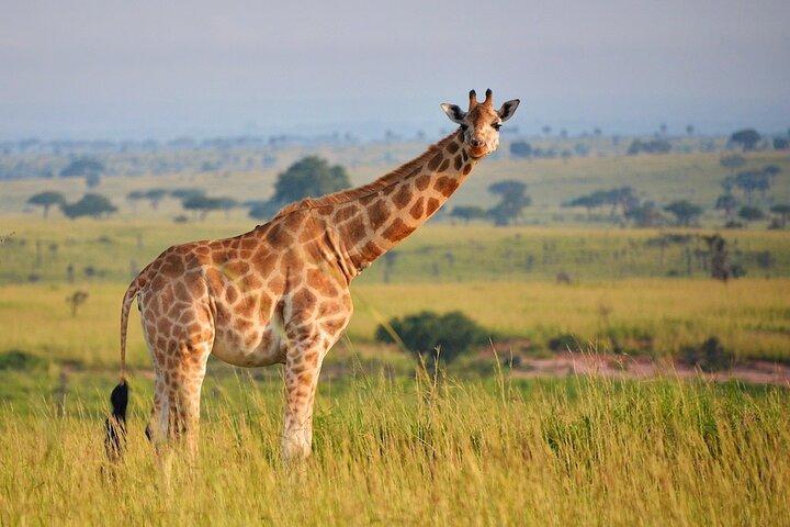Safari privado de 2 dias no Parque Nacional Murchison Falls