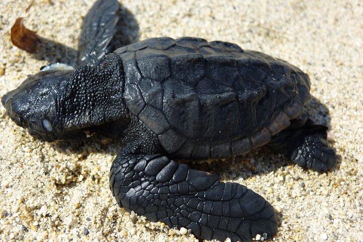 Caretta - Caretta Turtle Trip (excursion en bateau)