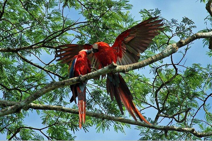 Tambopata-Tour Ara-Lehmlecke 2 Tage