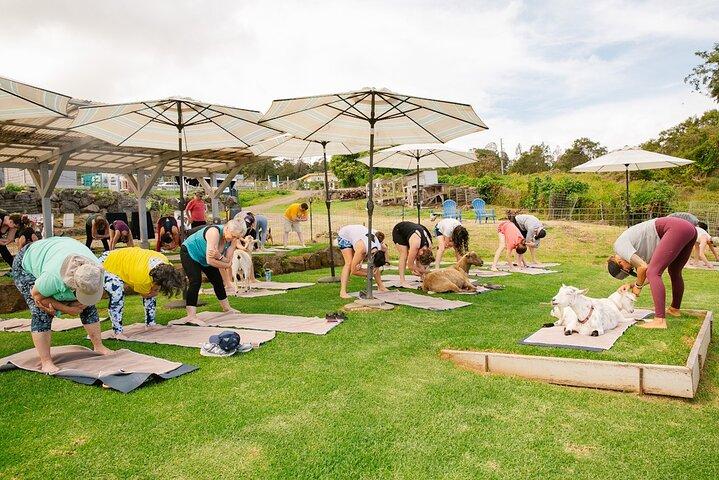 Cabra Yoga com cabras em miniatura em Maui