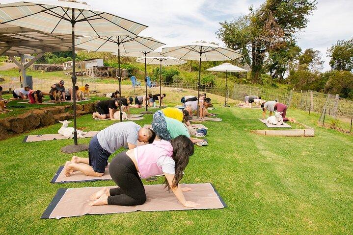 Cabra Yoga com cabras em miniatura em Maui