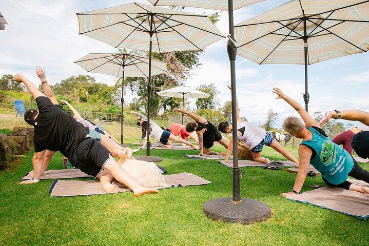 Cabra Yoga com cabras em miniatura em Maui