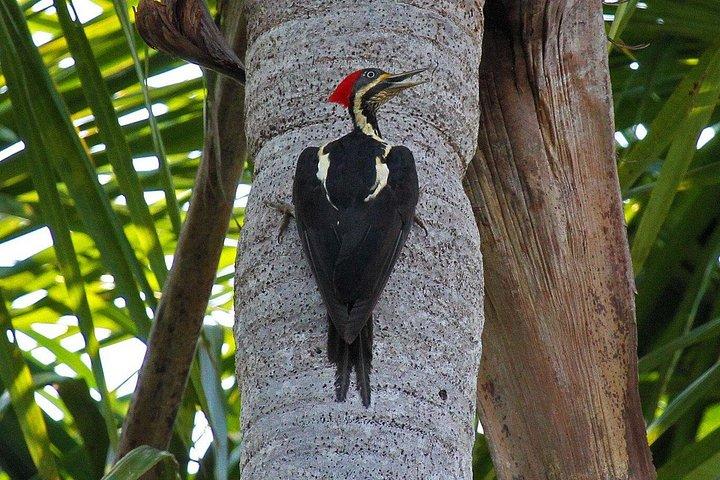 Rainforest Peru 3 dagars rundtur