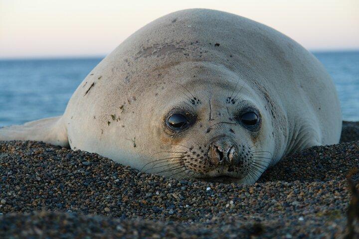 Peninsula de Valdes - Puerto Madryn **(Delt tur til krydstogter)**