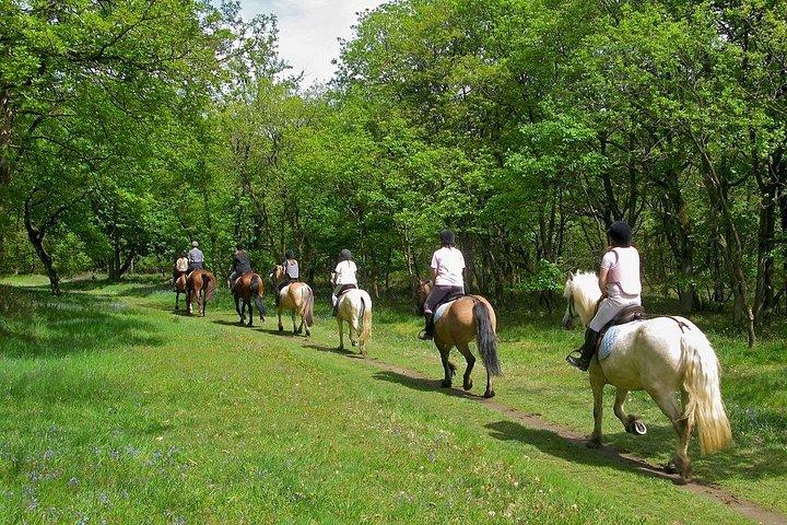 日帰り旅行：ワインセラーでの昼食付きグッビオプライベートツアー+乗馬