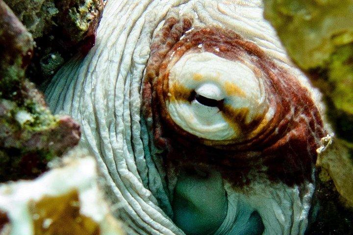Private Bonaire Snorkeling Experience