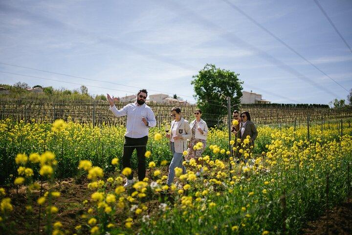 Istrien Weintour von Rijeka und Opatija