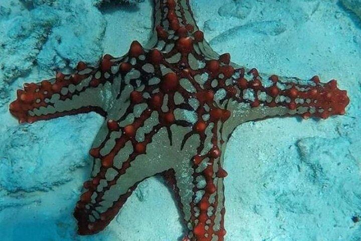 Luxe Starfish Adventure + Blue Lagoon + Snorkelen + Het rockrestaurant