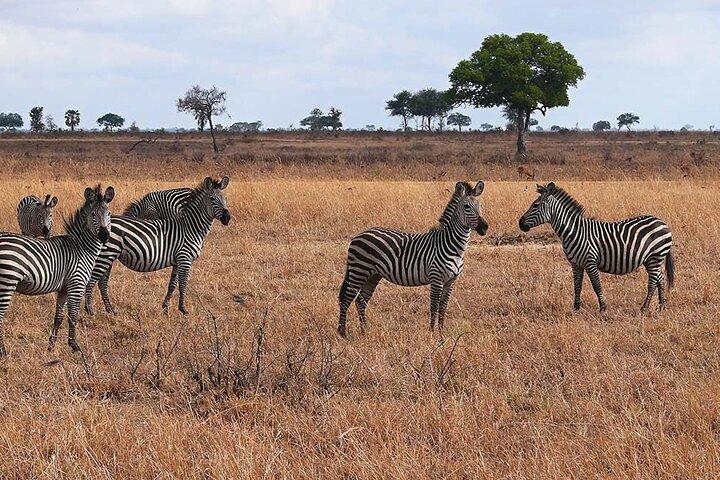 Tour privato Safari di 4 giorni al Parco Nazionale Mikumi e al Parco Nyerere