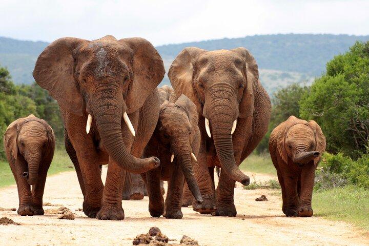 ヘイジービューからのオールインワンBIG5クルーガー終日サファリ