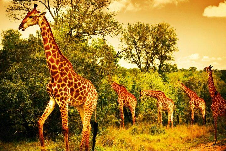 ヘイジービューからのオールインワンBIG5クルーガー終日サファリ