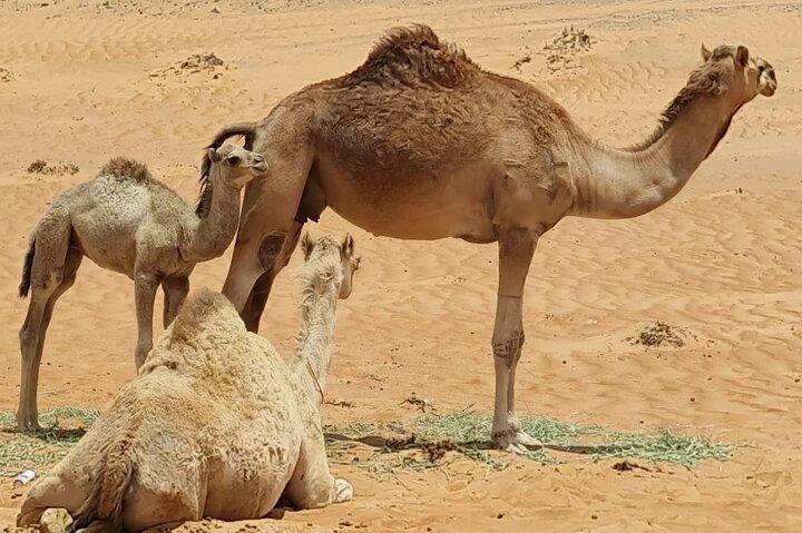 Tour privato di 5 giorni in Oman – montagne, deserti e costa