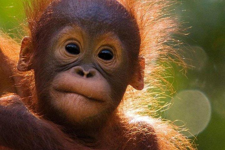 Orangutan Tour Tanjung Puting 2Nights