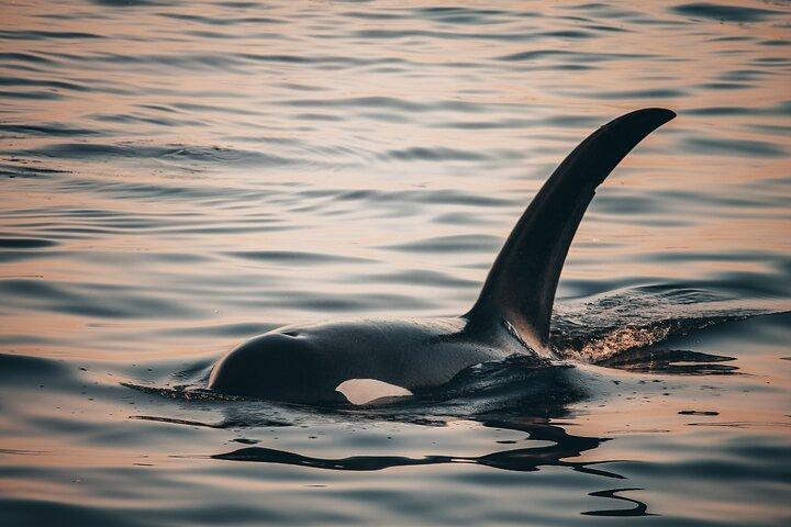 Vancouver Sunset Whale Watching Adventure con foto gratis